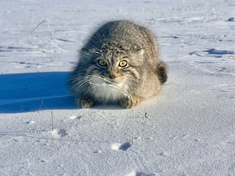 A photograph of a Pallas's cat