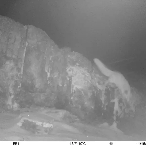 A photograph of Red fox from Aktas-Kunkora camera trap