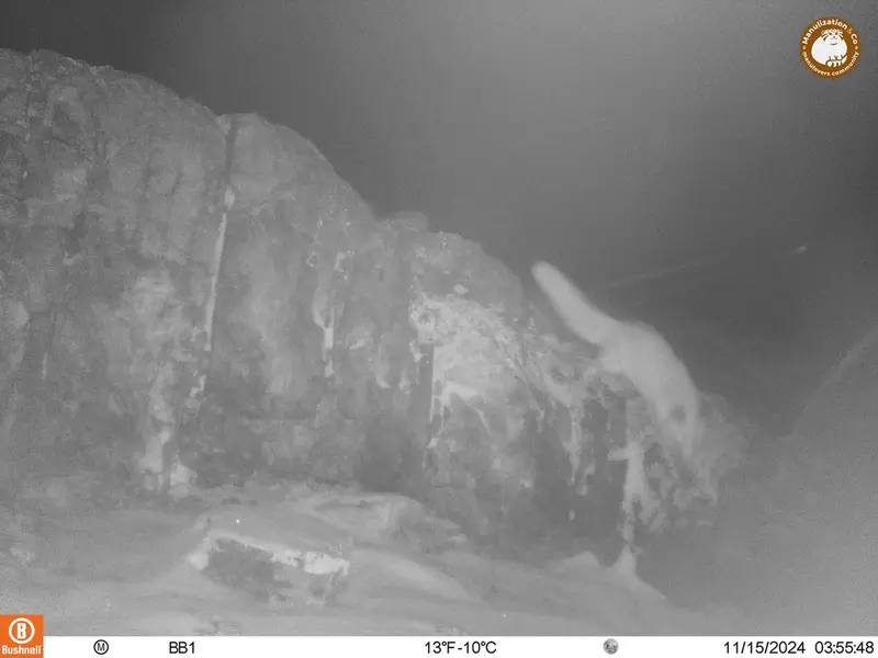 A photograph of Red fox from Aktas-Kunkora camera trap