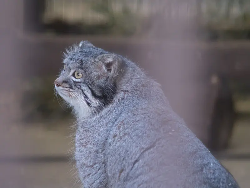 A photograph of Figa in Nogeyama Zoo