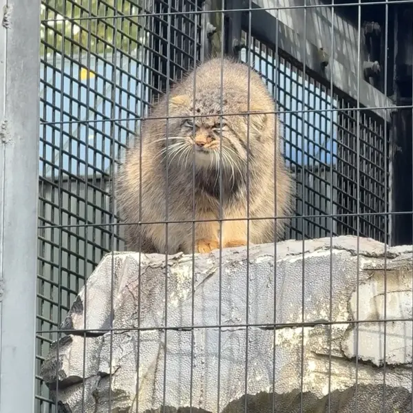 A photograph of Hide in Asahiyama Zoo