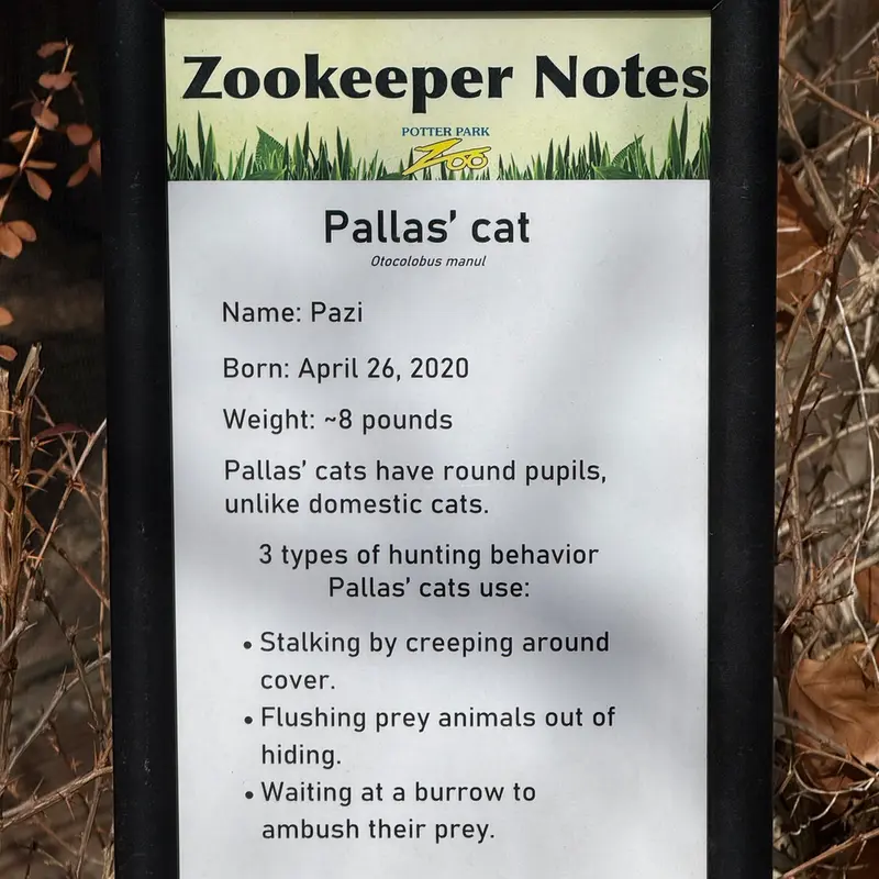 A photograph of Pazi in Potter Park Zoo