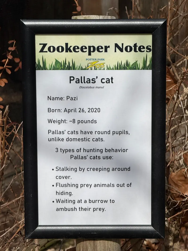 A photograph of Pazi in Potter Park Zoo