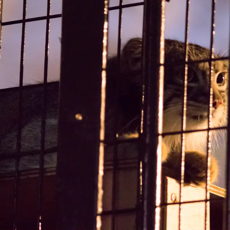 A photograph of Figa in Nogeyama Zoo