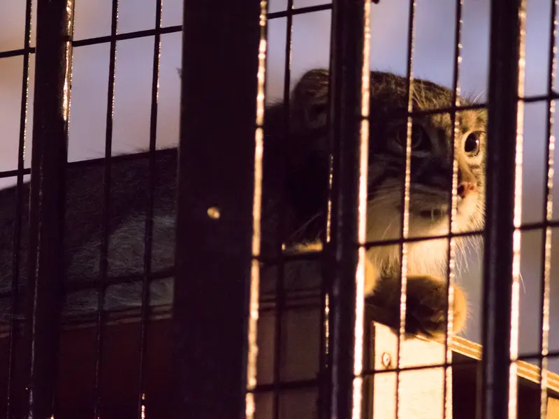 A photograph of Figa in Nogeyama Zoo