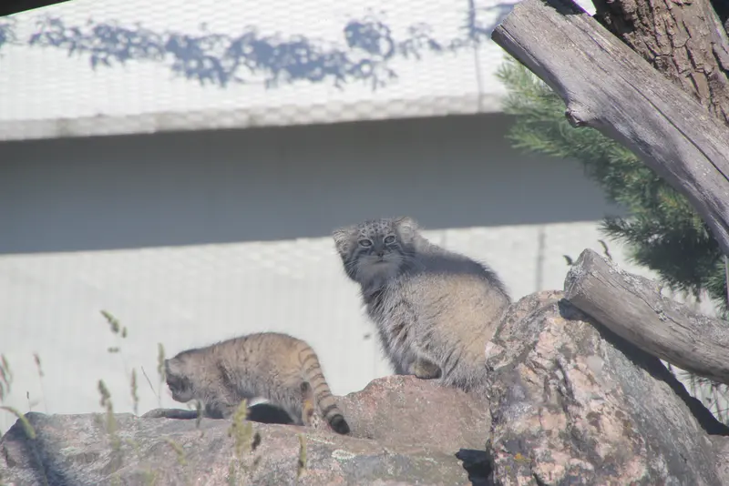A photograph of Mimi and Son of Mimi b.2026 in Korkeasaari Zoo