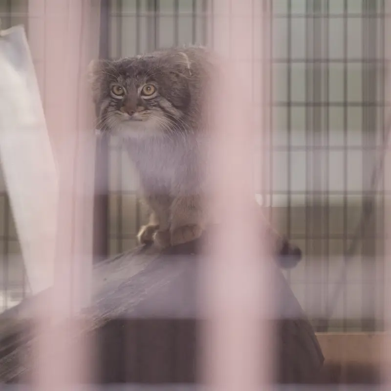 A photograph of Figa in Nogeyama Zoo