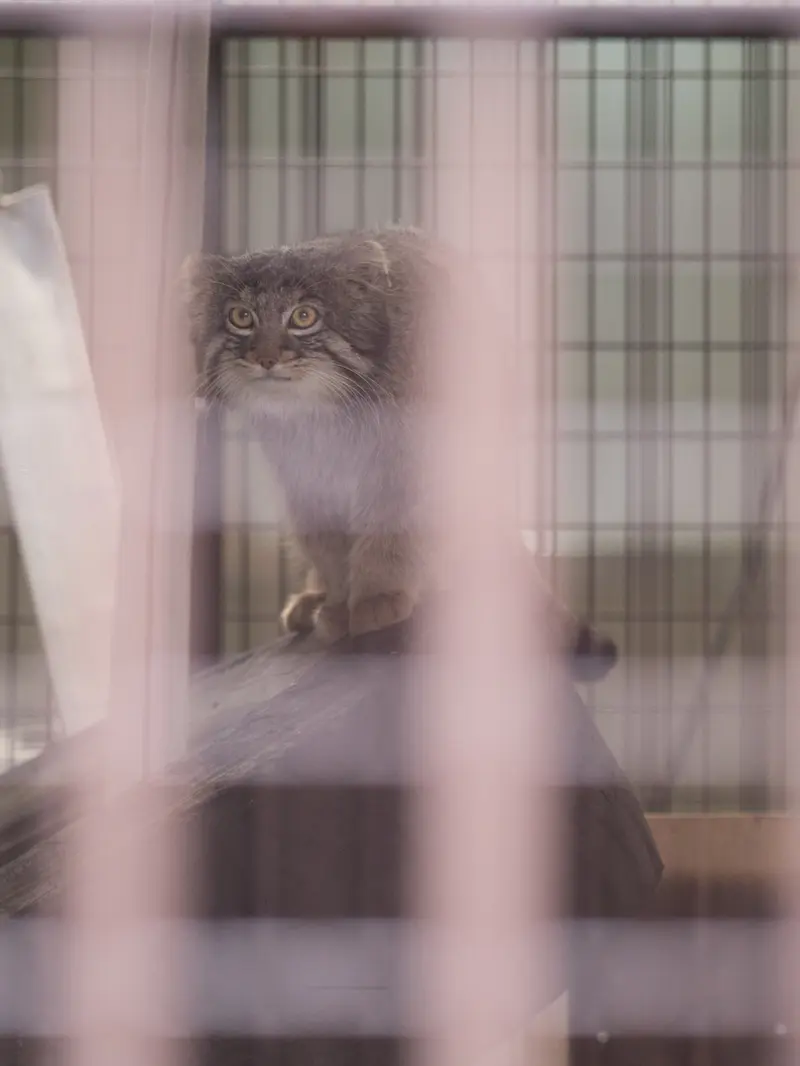 A photograph of Figa in Nogeyama Zoo