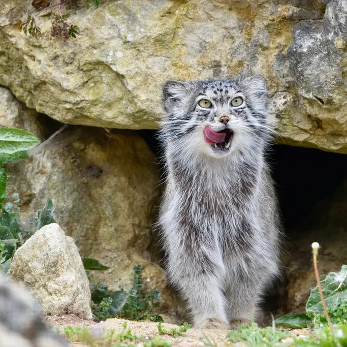 A photograph of Namuu in Port Lympne Wild Animal Park
