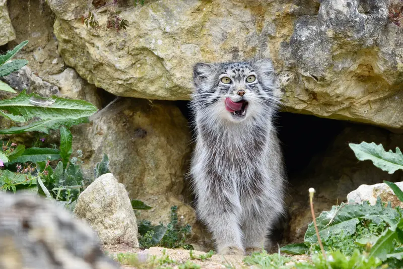 A photograph of Namuu in Port Lympne Wild Animal Park