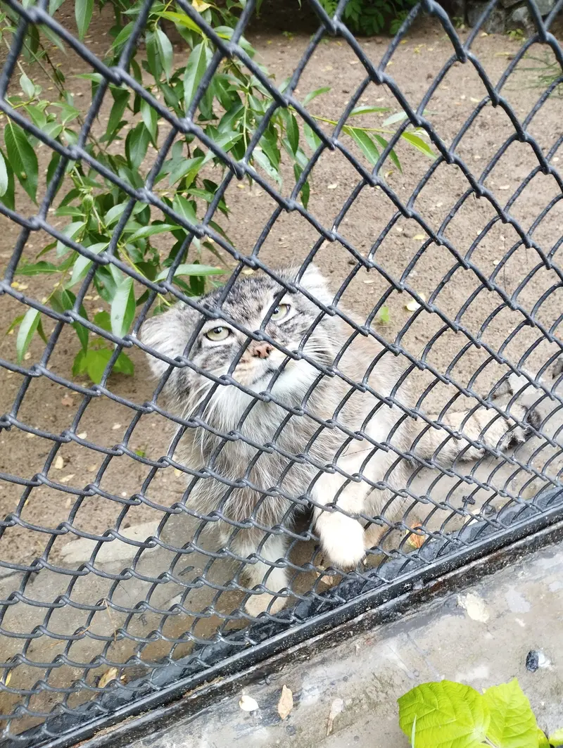 A photograph of a Pallas's cat in Novosibirsk Zoo