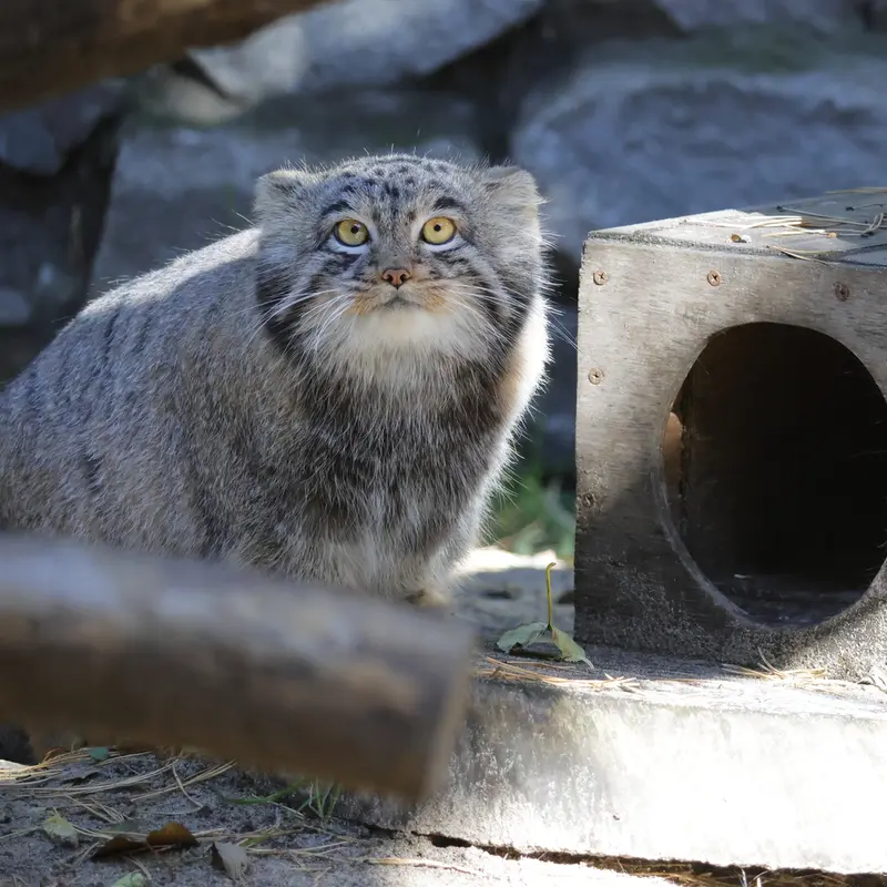 A photograph of Mensu in Novosibirsk Zoo
