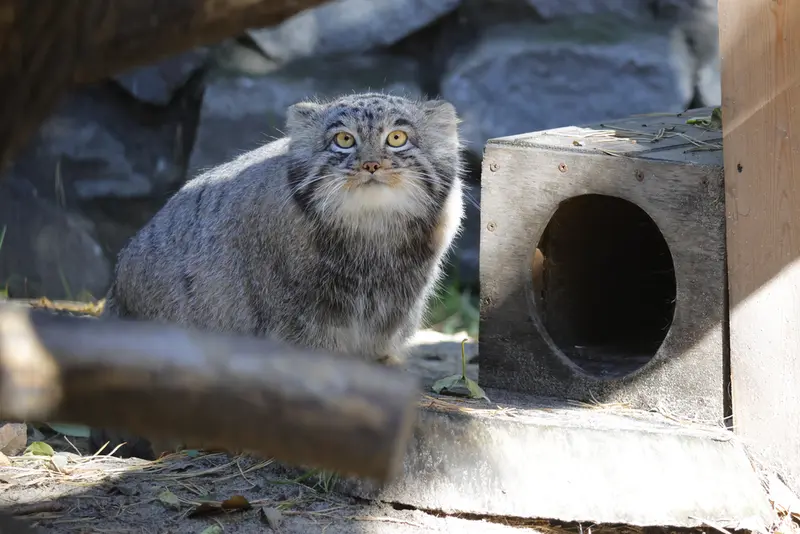 A photograph of Mensu in Novosibirsk Zoo