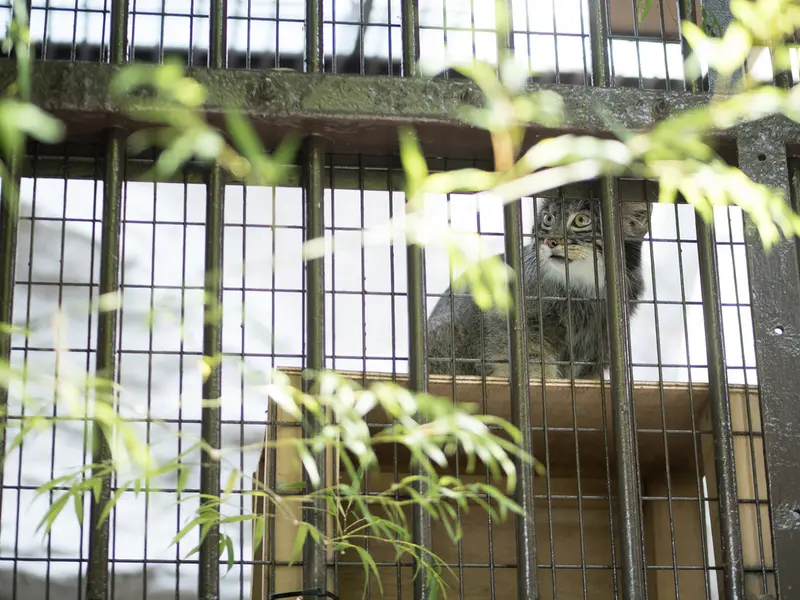 A photograph of Figa in Nogeyama Zoo