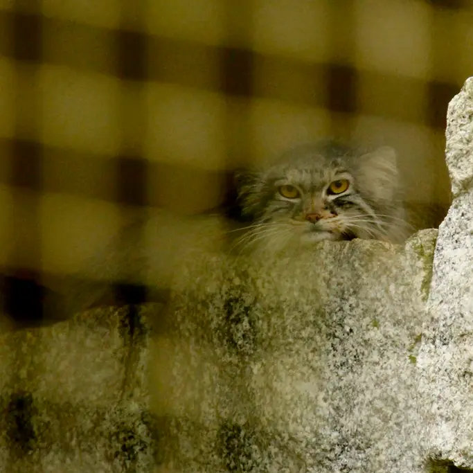 A photograph of Tuya in Chemnitz Zoo
