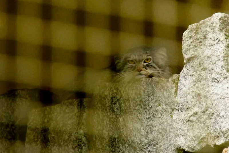A photograph of Tuya in Chemnitz Zoo