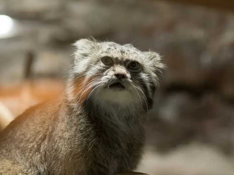 A photograph of a Pallas's cat in Ueno Zoological Gardens