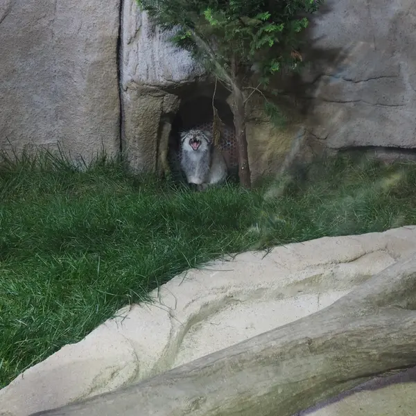 A photograph of Polly in Nasu Animal Kingdom