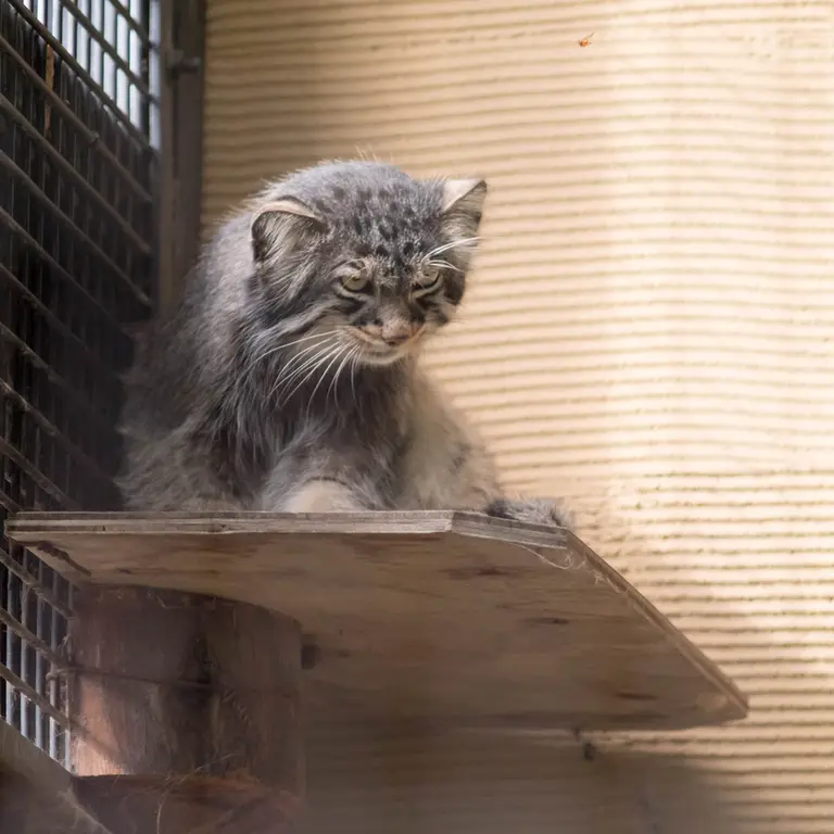 A photograph of Hide in Asahiyama Zoo