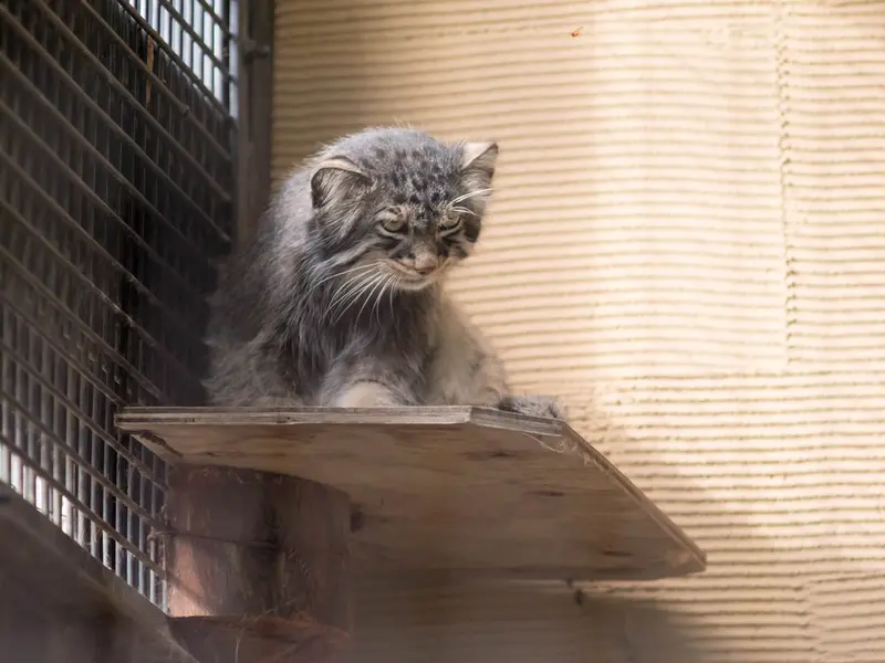 A photograph of Hide in Asahiyama Zoo