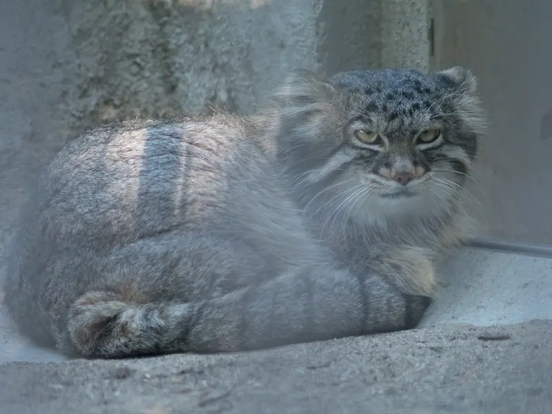 A photograph of Figa in Nogeyama Zoo