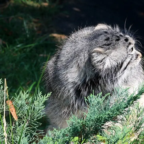 A photograph of a Pallas's cat in Moscow zoo