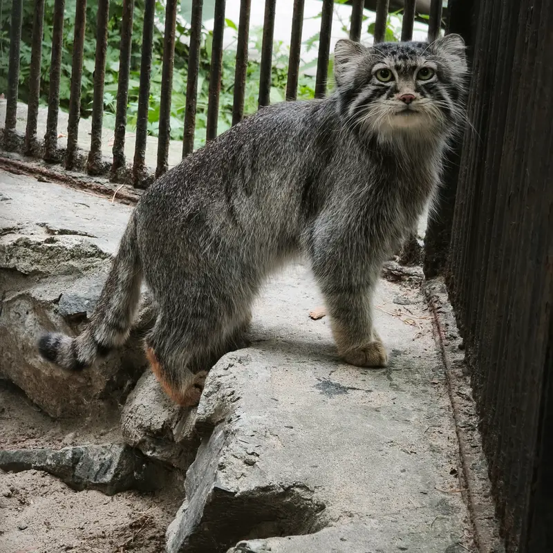 A photograph of Sylvester in Novosibirsk Zoo