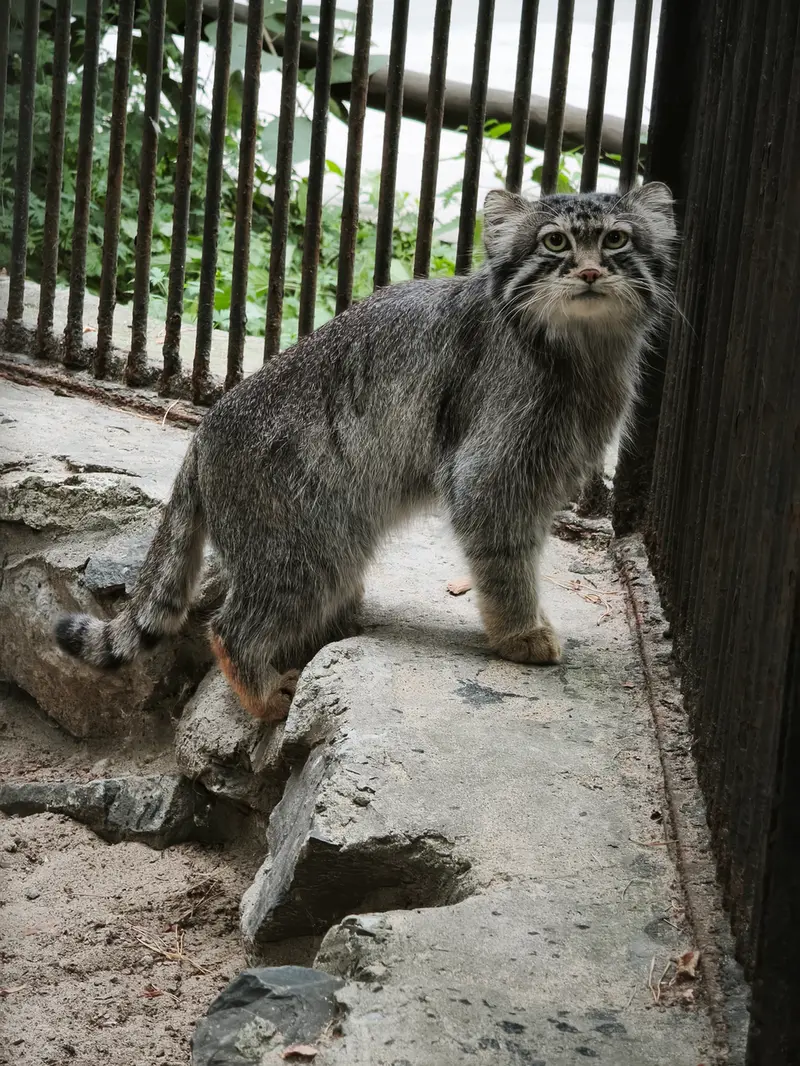 A photograph of Sylvester in Novosibirsk Zoo