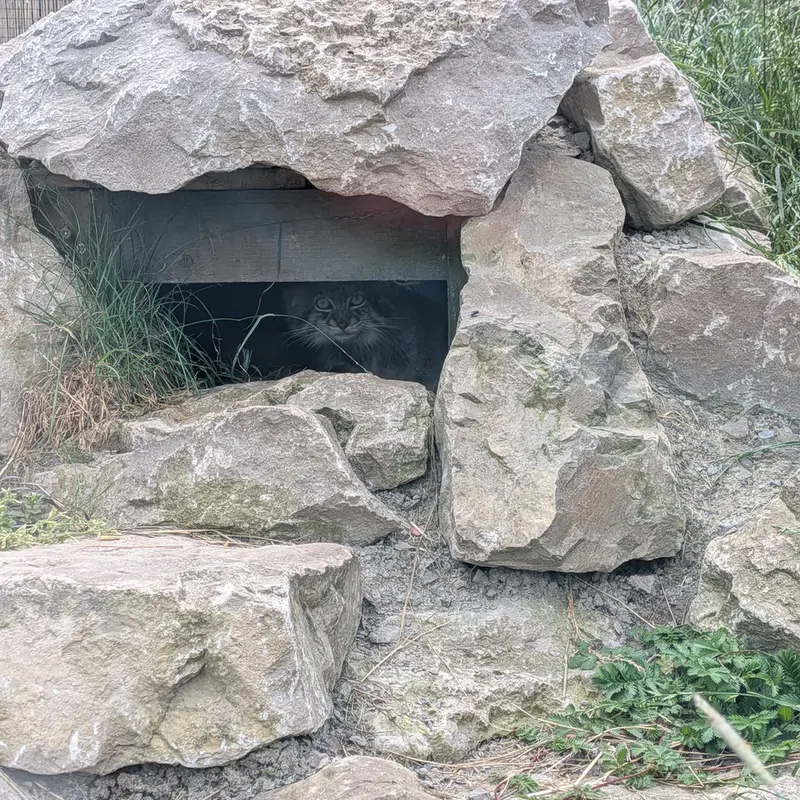 A photograph of Khutga in The Lakeland Wildlife Oasis