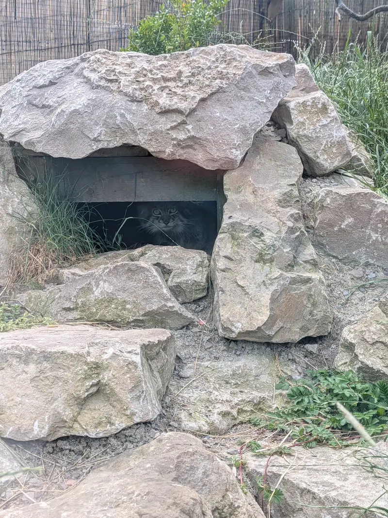 A photograph of Khutga in The Lakeland Wildlife Oasis