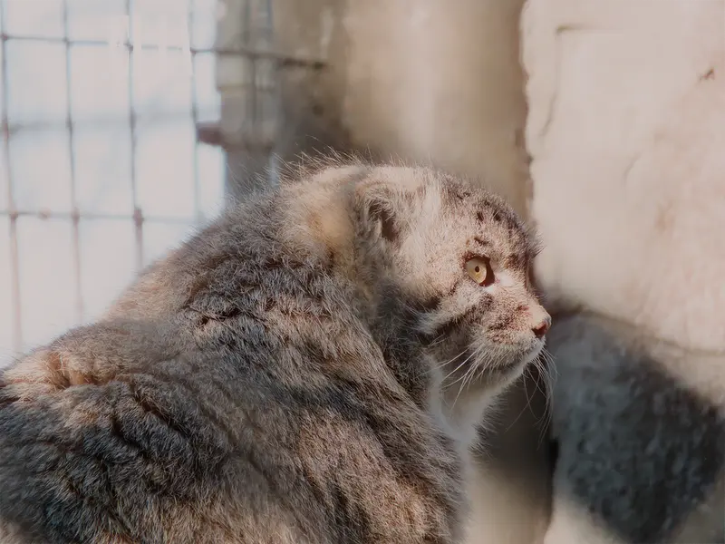 A photograph of Olaf in Calgary Zoo / Wilder Institute