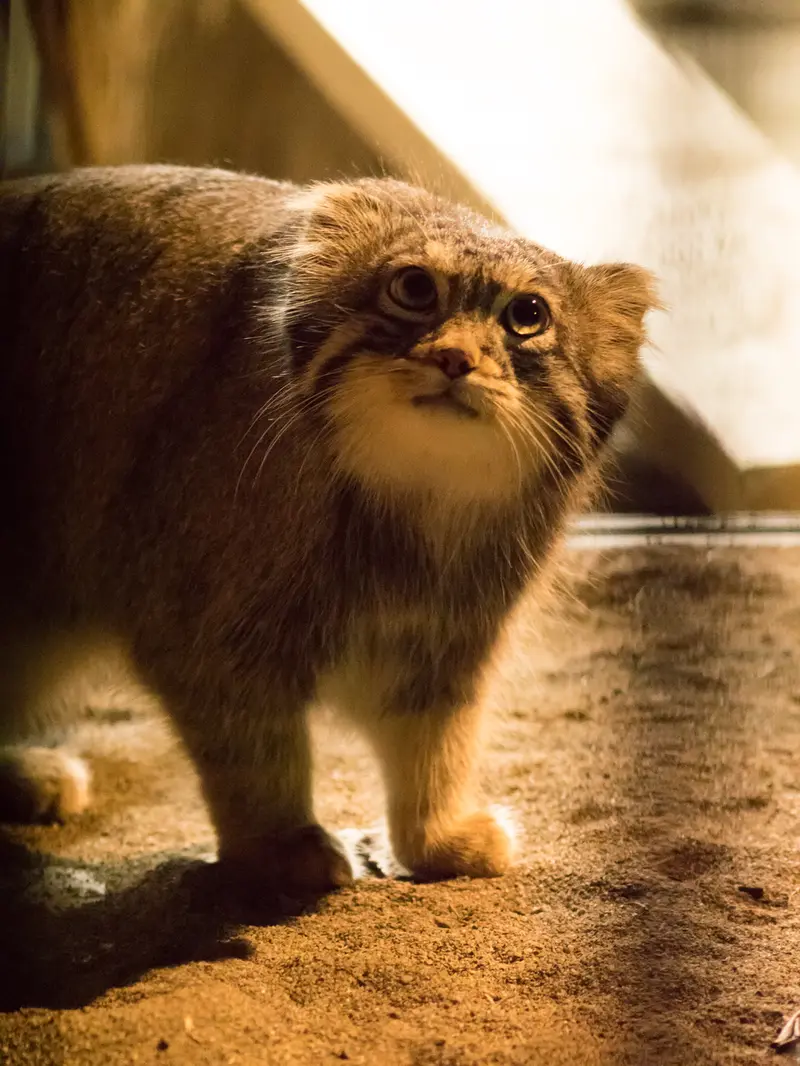 A photograph of Figa in Nogeyama Zoo