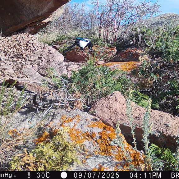 A photograph of a Pallas's cat from Shubaraigyr [new] camera trap