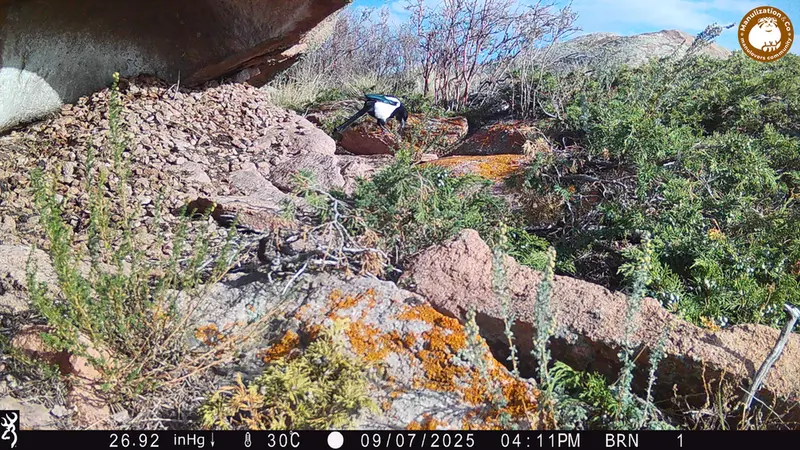 A photograph of a Pallas's cat from Shubaraigyr [new] camera trap