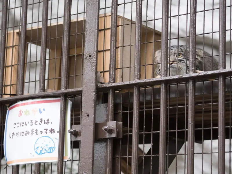 A photograph of Figa in Nogeyama Zoo