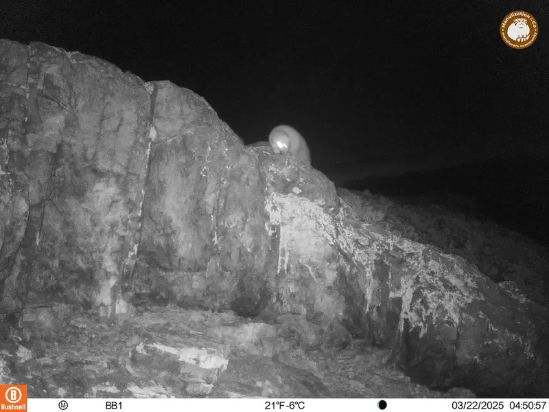 A photograph of Beech marten from Aktas-Kunkora camera trap
