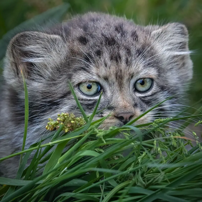 A photograph of a Pallas's cat in Port Lympne Wild Animal Park