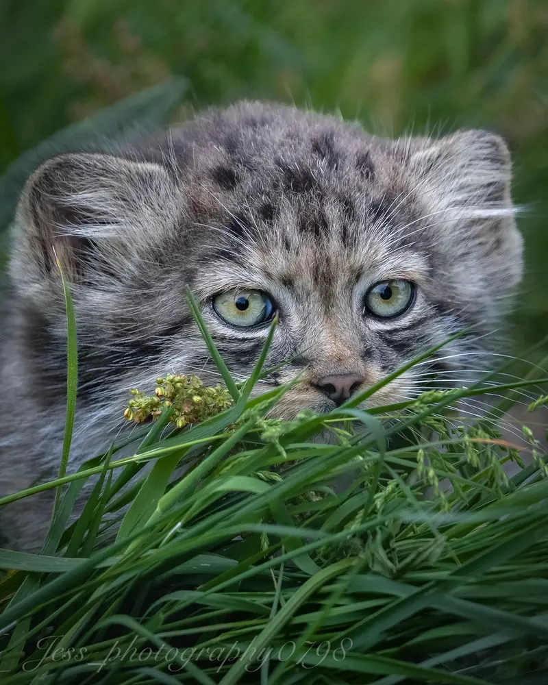A photograph of a Pallas's cat in Port Lympne Wild Animal Park