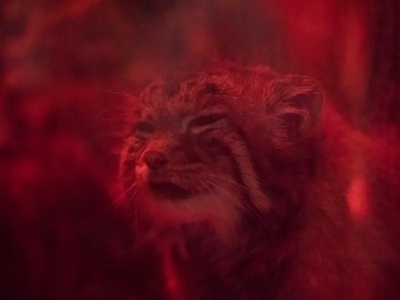 A photograph of Naim in Ueno Zoological Gardens