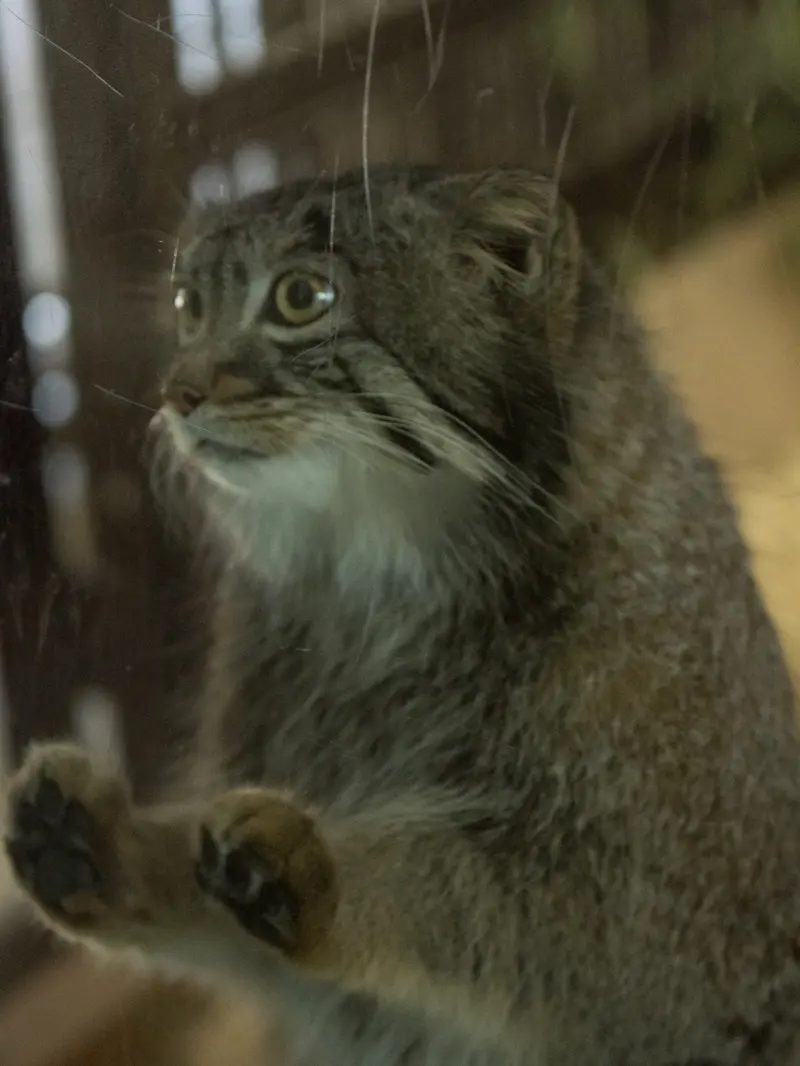 A photograph of Figa in Nogeyama Zoo