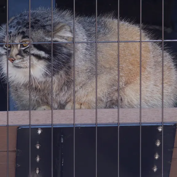 A photograph of a Pallas's cat in Asahiyama Zoo