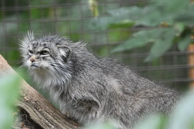 A photograph of a Pallas's cat