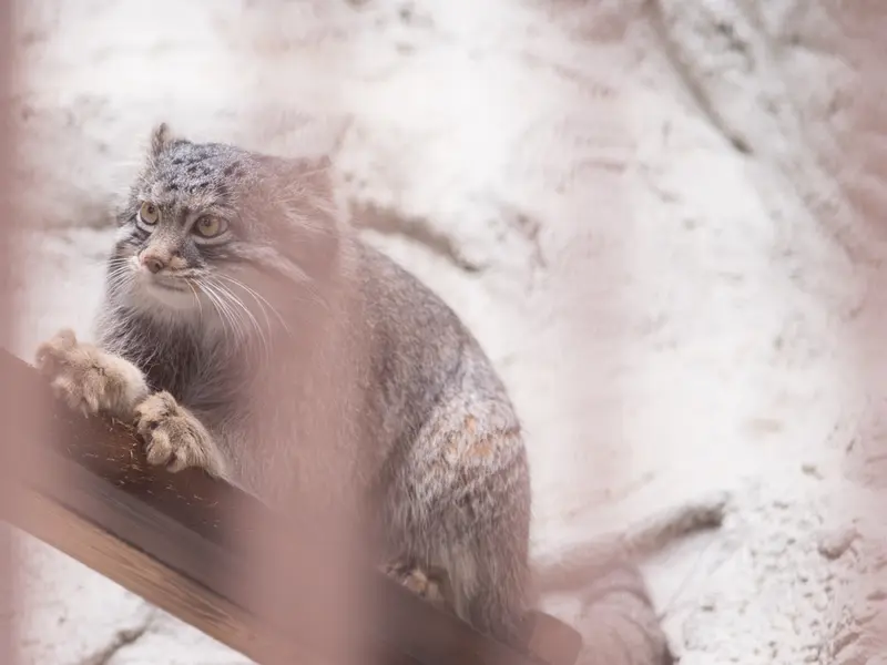 A photograph of Figa in Nogeyama Zoo