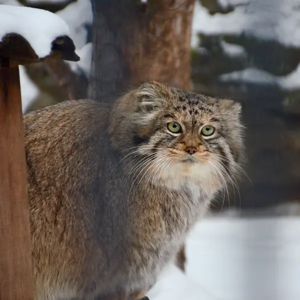 A photograph of Sheb in Novosibirsk Zoo
