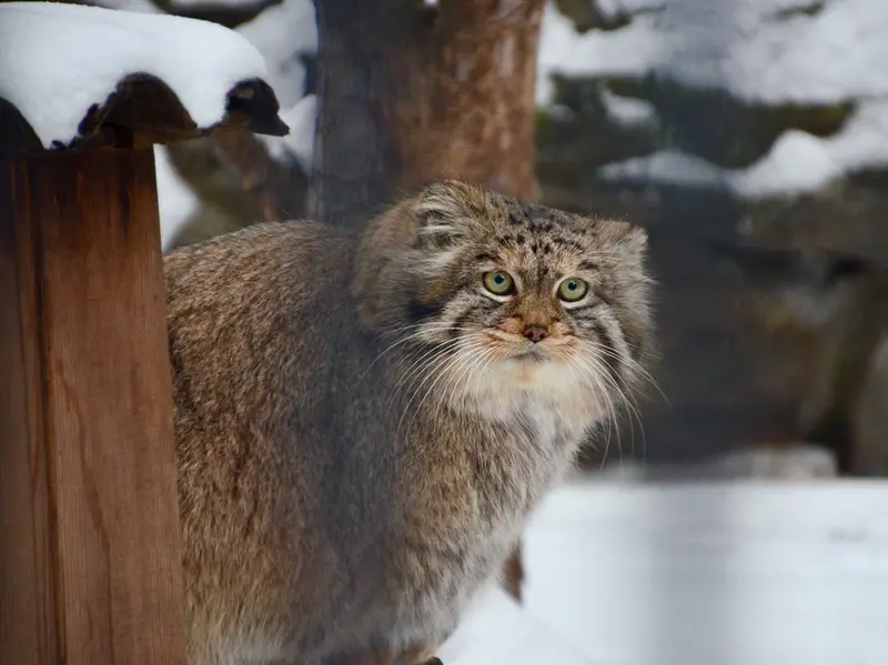 A photograph of Sheb in Novosibirsk Zoo