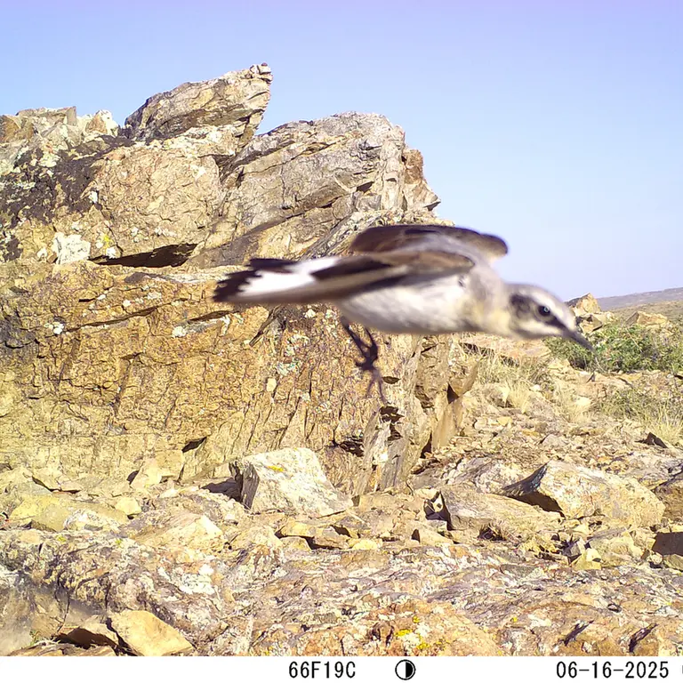 A photograph of a Pallas's cat from Karashoky [new] camera trap