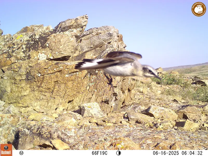 A photograph of a Pallas's cat from Karashoky [new] camera trap