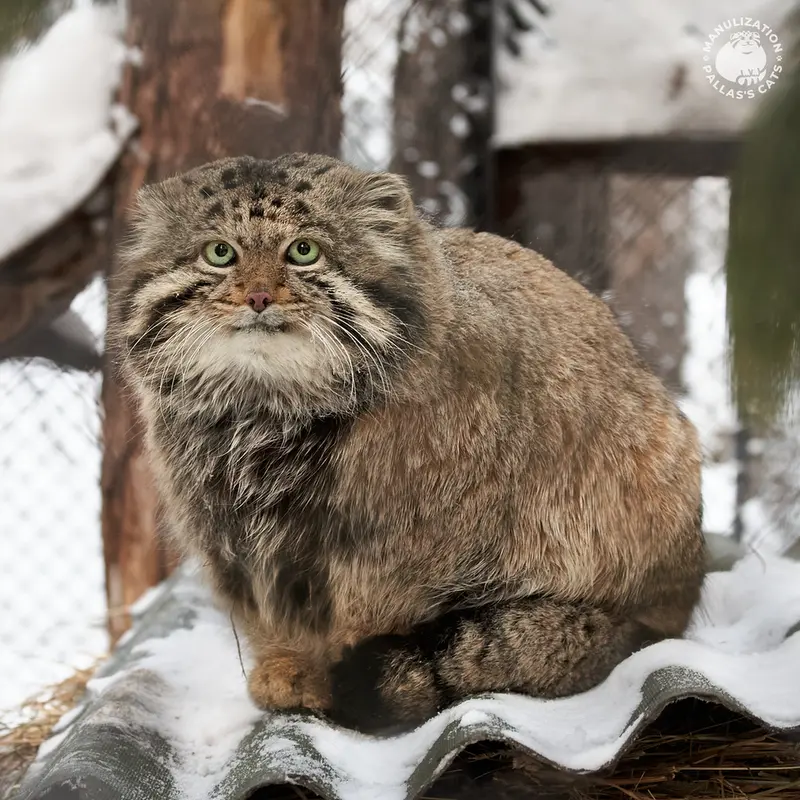 A photograph of Karaganda in Novosibirsk Zoo