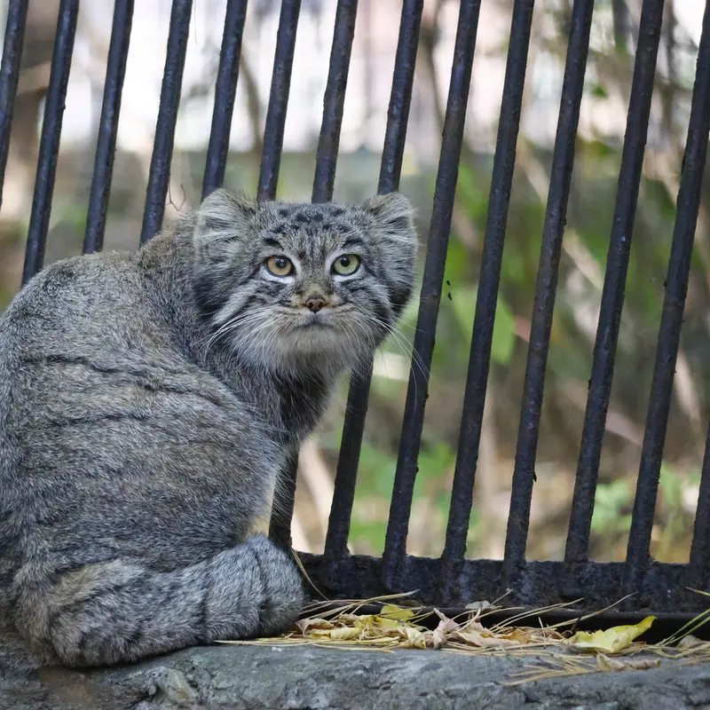 A photograph of Katun in Novosibirsk Zoo