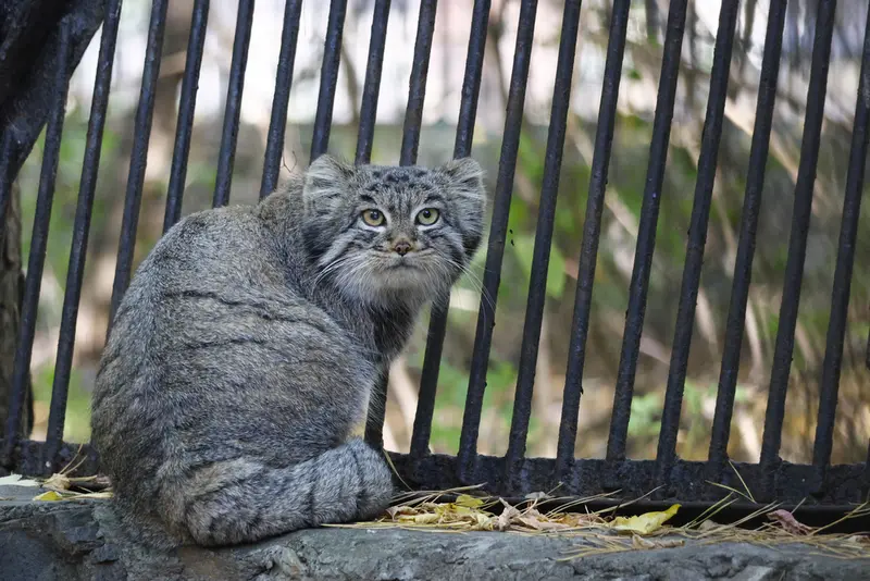 A photograph of Katun in Novosibirsk Zoo